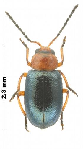 Leptomona erythrocephala